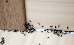 Kammerjäger Ameisen