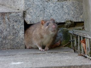 Kammerjäger Ratten