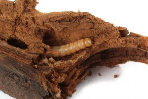 Schädlingsbekämpfung Holzwürmer