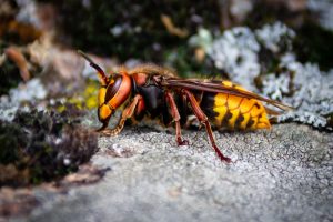 Schädlingsbekämpfung Hornissen