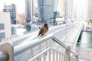 Schädlingsbekämpfung Tauben und Vögel